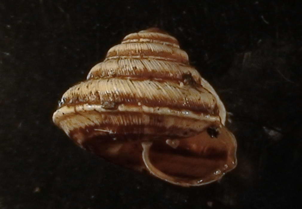 Trochoidea (Trochoidea) trochoides (Poiret,, 1789)
